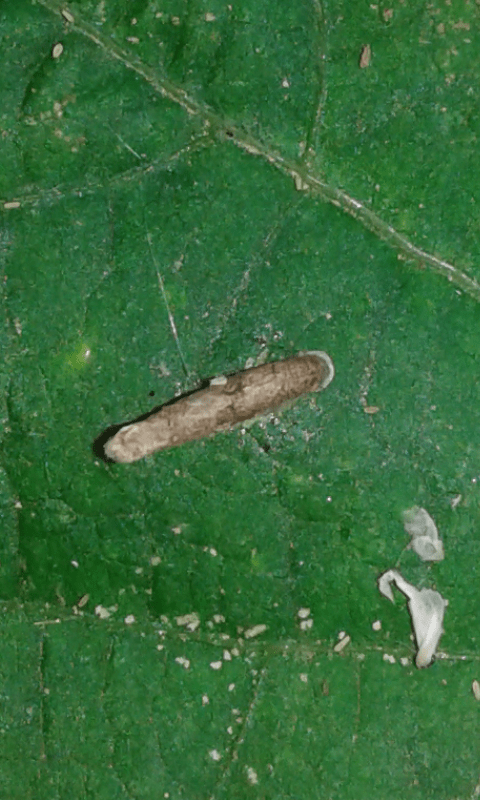 Larva con astuccio da ID 2